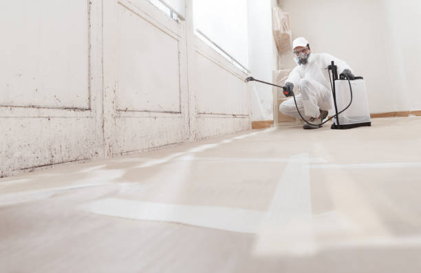 24/7 Emergency Attic Mold Removal experts in Port Orchard, WA